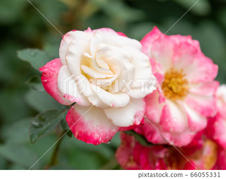 雨後盛開的玫瑰 雨後盛開的玫瑰 66055331