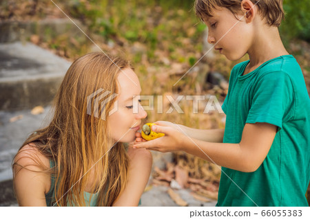 Mother and son sniffing cashew fruit. Hand harvesting Cashew fruit cashew apple in hand Mother and son sniffing cashew fruit. Hand harvesting Cashew fruit cashew apple in hand 66055383