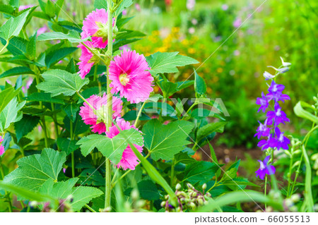 夏天的花朵 66055513