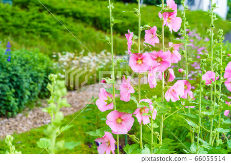 Summer flowers Summer flowers 66055514