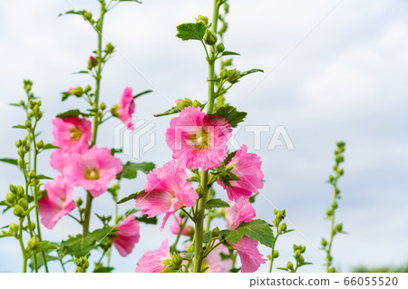 Summer flowers 66055520