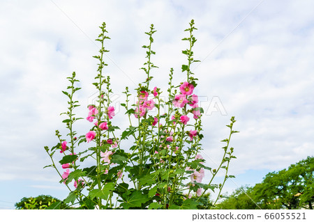 夏天的花朵 66055521