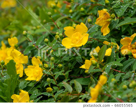 雨後的金絲桃屬植物盛開 66055565