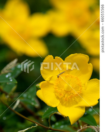 雨後的金絲桃屬植物盛開 66055566