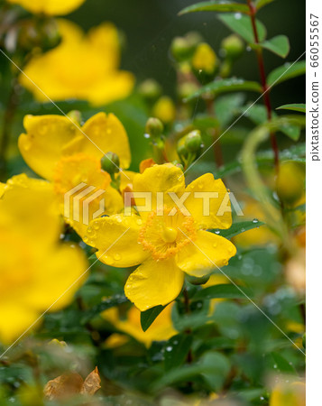 雨後的金絲桃屬植物盛開 66055567