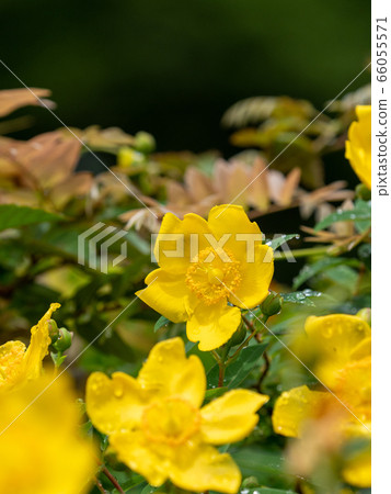 雨後的金絲桃屬植物盛開 雨後的金絲桃屬植物盛開 66055571