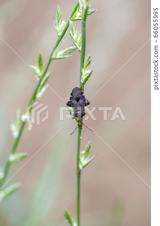 Hojoki bug 66055995