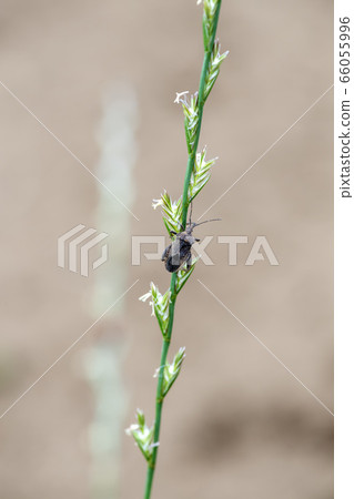 Hojoki bug 66055996