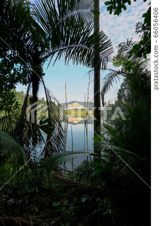 Tropical forest, thick with trees and a glimpse of 66056406