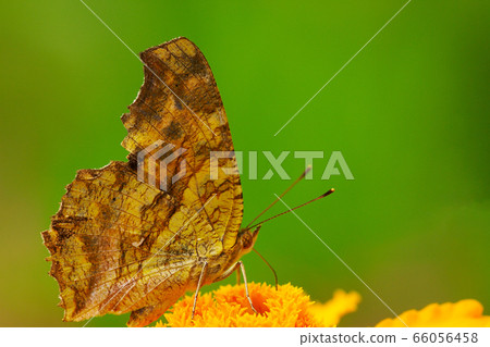 四腳蝴蝶 66056458