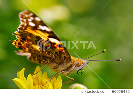 小時尚蝴蝶 小時尚蝴蝶 66056483