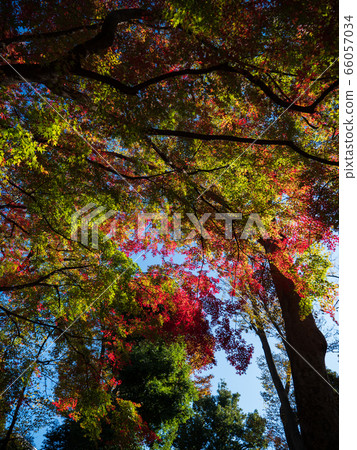 Leaves in the process of turning orange at the start of Autumn. Leaves in the process of turning orange at the start of Autumn. 66057034