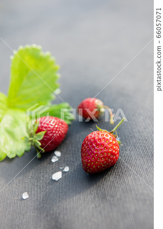 Strawberries with few hailstones and leaf on gray Strawberries with few hailstones and leaf on gray 66057071