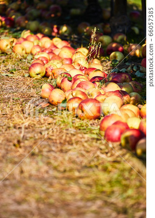 Apple orchard with view under tree and fallen Apple orchard with view under tree and fallen 66057385