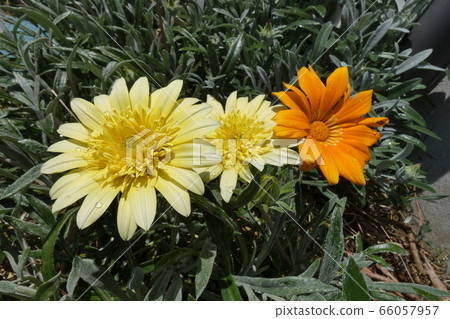 花 花 66057957