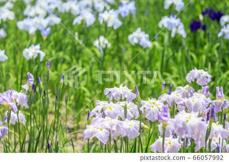 鮮見山公園春天 鮮見山公園春天 66057992