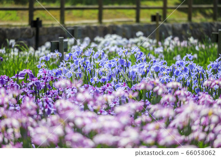 鮮見山公園春天 鮮見山公園春天 66058062