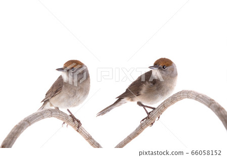 two female (Sylvia atricapilla) Eurasian Blackcap 66058152