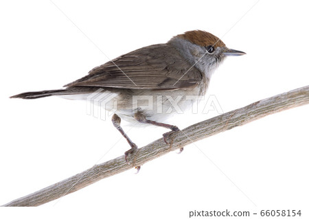 female (Sylvia atricapilla) Eurasian Blackcap 66058154