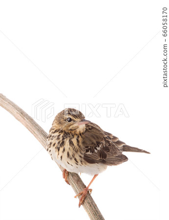 Tree Pipit (Anthus trivialis) isolated on a white 66058170