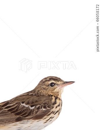 Portrait Tree Pipit (Anthus trivialis) isolated on 66058172