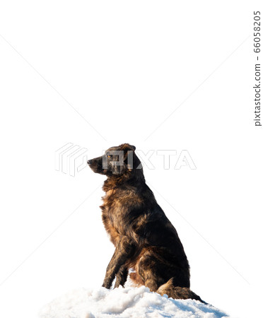 dog sitting in the snow isolated on a white 66058205