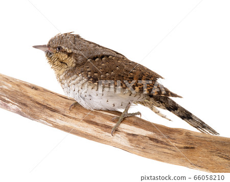 Eurasian wryneck (Jynx torquilla) isolated on a Eurasian wryneck (Jynx torquilla) isolated on a 66058210