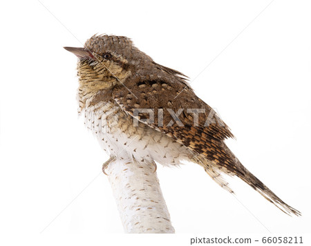 Eurasian wryneck (Jynx torquilla) isolated on a 66058211