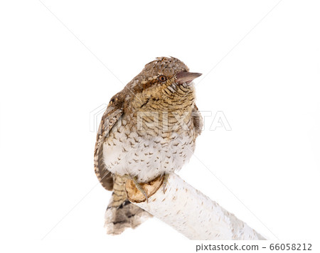 Eurasian wryneck (Jynx torquilla) isolated on a Eurasian wryneck (Jynx torquilla) isolated on a 66058212