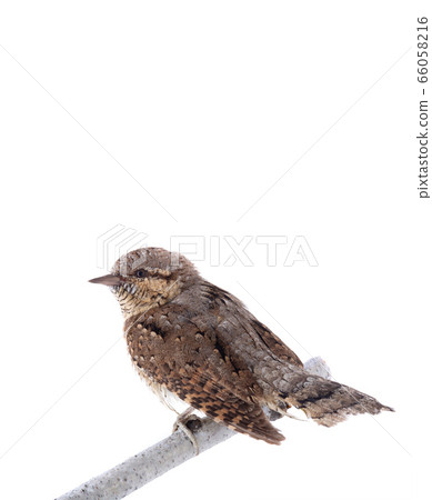 Eurasian wryneck (Jynx torquilla) isolated on a 66058216