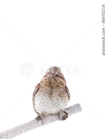 portrait Eurasian wryneck (Jynx torquilla) portrait Eurasian wryneck (Jynx torquilla) 66058219