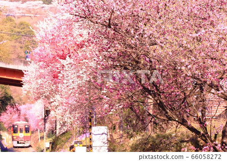 A local line that goes through the blossoming peaches in full bloom 66058272