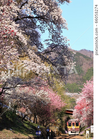 Local line that goes through the cherry blossoms in full bloom 66058274