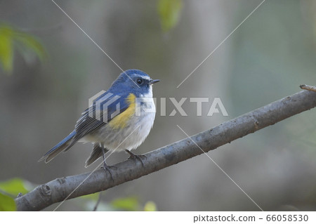 Ruribitaki male adult Ruribitaki male adult 66058530