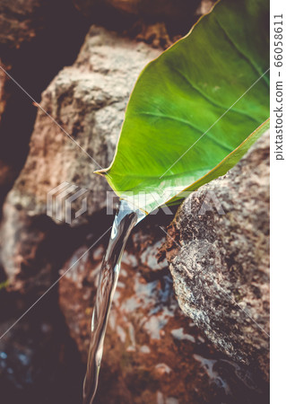 Natural leaf fountain in Santo Antao, Cape Verde Natural leaf fountain in Santo Antao, Cape Verde 66058611