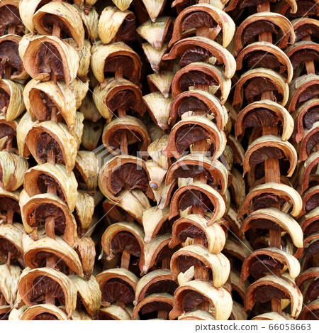 dry areca nuts or betel nut or areca catechu  66058663