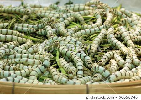 Close up Silkworm eating mulberry green leaf Close up Silkworm eating mulberry green leaf 66058740