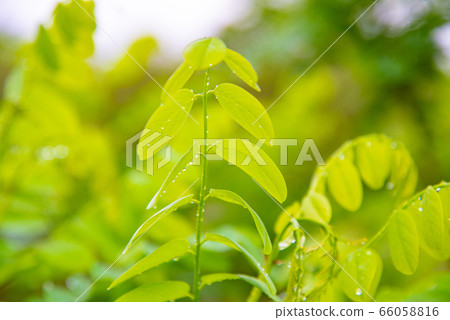 葉子滴 66058816