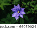 Clematis 66059024