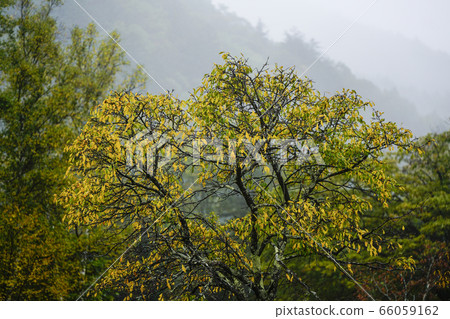 秋天的雨Norikura高原 秋天的雨Norikura高原 66059162