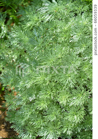 蒼鷺(早晨草) 蒼鷺(早晨草) 66059339