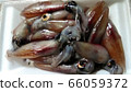 Firefly squid from Toyama Bay (raw) 66059372