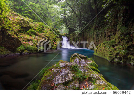 鮮綠色 鮮綠色 66059442