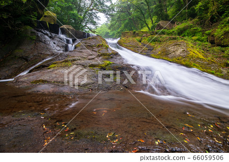 Fresh green of the Kikuchi valley where it rains 66059506
