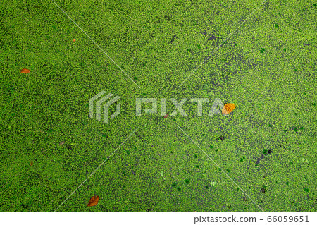 Top view of green fresh duckweed on water in pond. Top view of green fresh duckweed on water in pond. 66059651