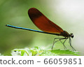 Dragonfly  66059851