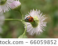 Ladybird 66059852