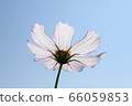 Cosmos 66059853
