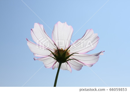 Cosmos Cosmos 66059853