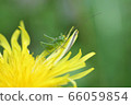 Locust  66059854